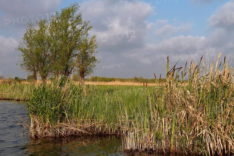 Wetland biotope in the Peene valley, waterlogged meadows, rare habitat for endangered plants and animals, Flusslandschaft Peenetal nature park Park, Mecklenburg-Western Pomerania, Germany, Europe