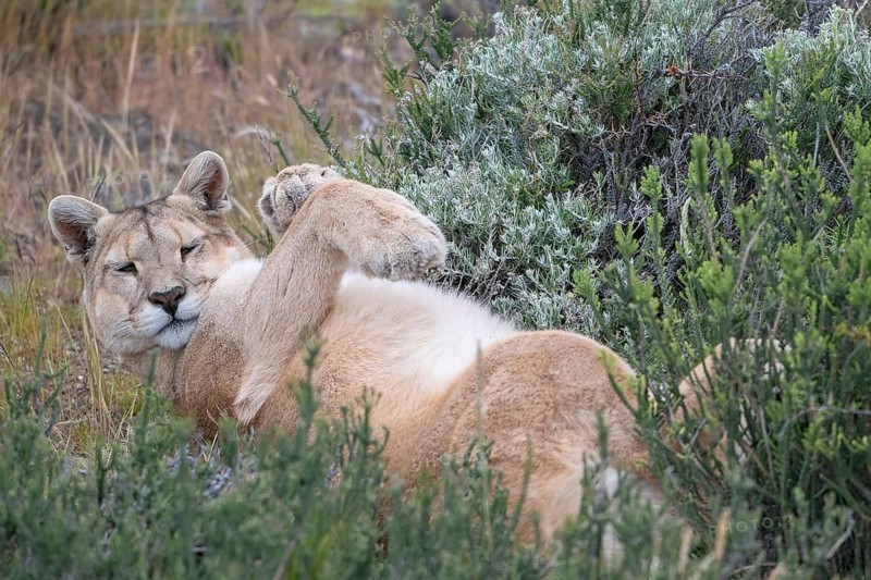 Cougar (Cougar concolor), silver lion, mountain lion, cougar, panther, small cat, lying on its back, Torres del Paine National Park, Patagonia, end of the world, Chile, South America