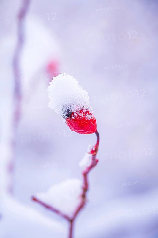 Red rosehip (Rosa canina) covered with snow in winter, Jena, Thuringia, Germany, Europe