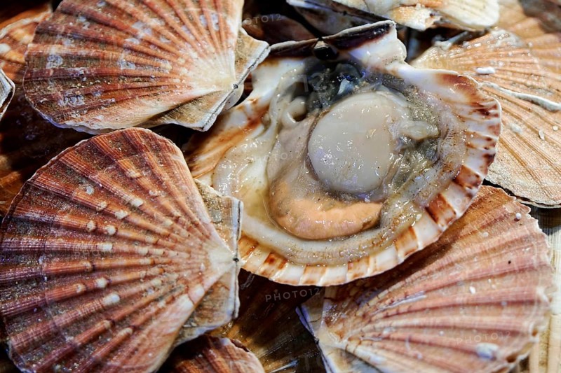 Scallops, Campo de la Pescaria fish market, Rialto market, San Polo neighbourhood, Venice, Veneto, Italy, Europe