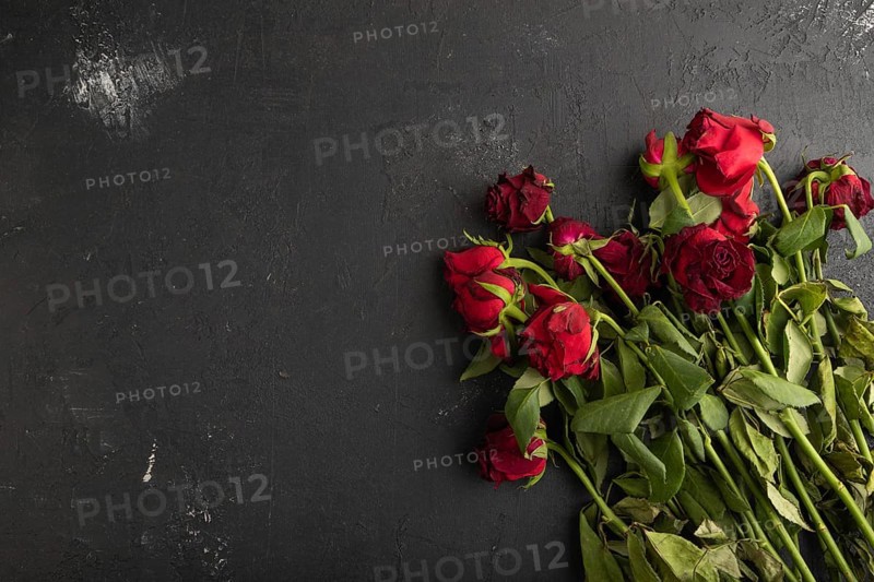 Withered, decaying, roses flowers on black concrete background. top view, flat lay, copy space, still life. Death, depression concept