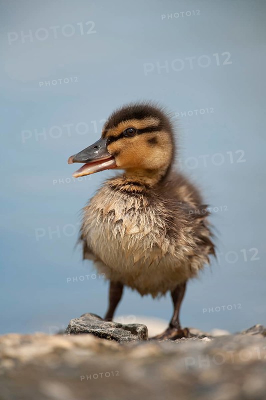 Mallard duck (Anas platyrhynchos) juvenile duckling quacking, Norfolk, England, United Kingdom, Europe