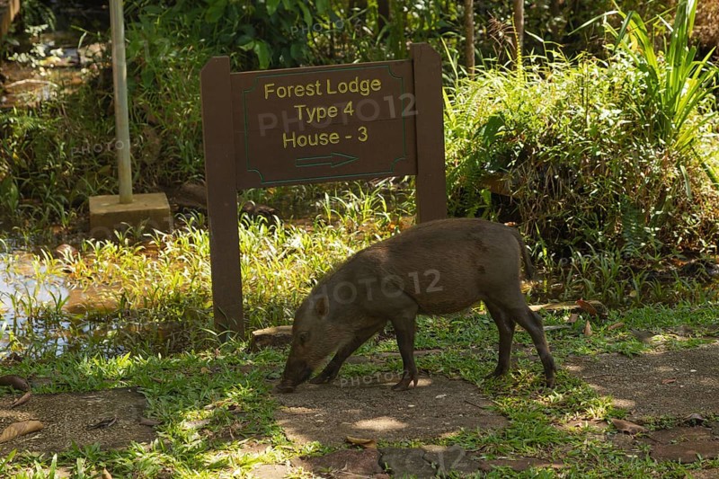 Bearded pig (Sus barbatus barbatus) feeding in Bako national park on grass. Borneo, Malaysia, Asia