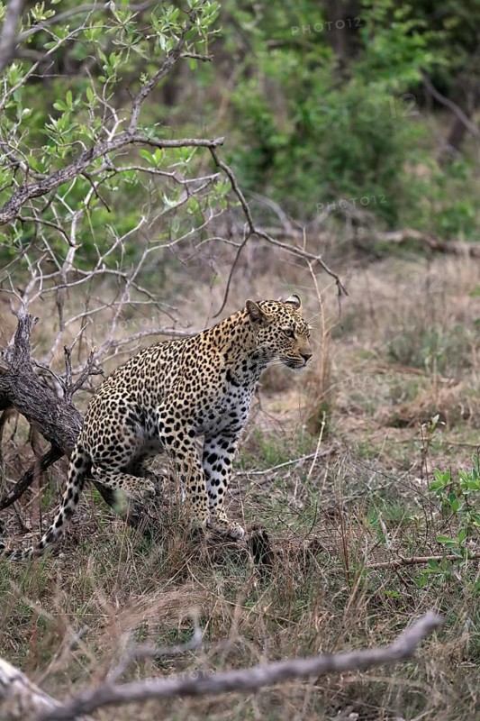 Leopard (Panthera pardus), adult, observed, alert, Sabi Sand Game Reserve, Kruger NP, Kruger National Park, South Africa, Africa