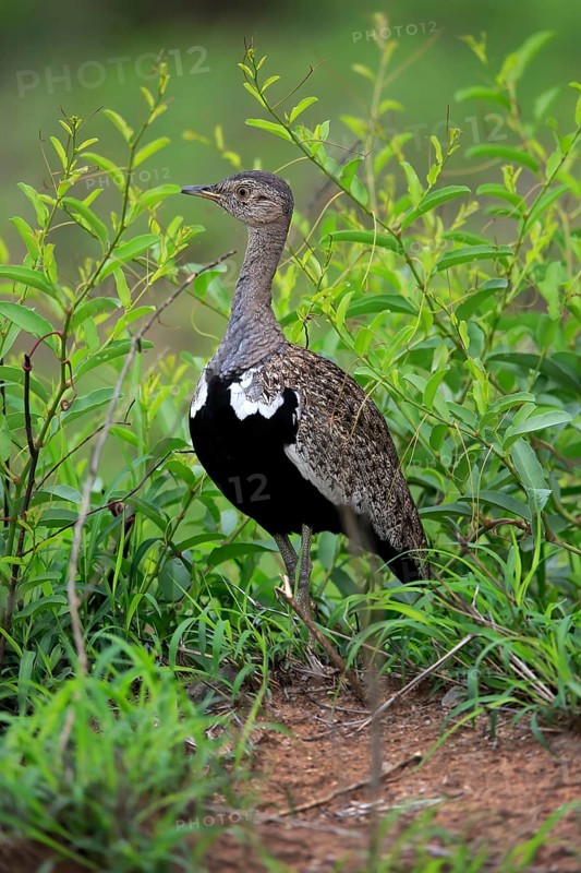 Red-crested Bustard, (Lophotis ruficrista), adult, foraging, vigilant, Kruger National Park, Kruger National Park, South Africa, Africa