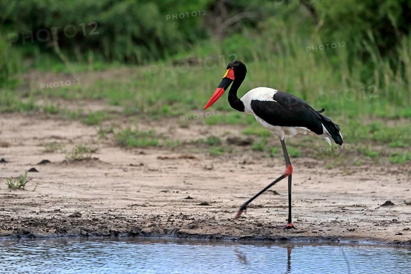 Saddle-billed stork (Ephippiorhynchus senegalensis), adult, foraging, at the water, Kruger National Park, Kruger National Park, South Africa, Africa