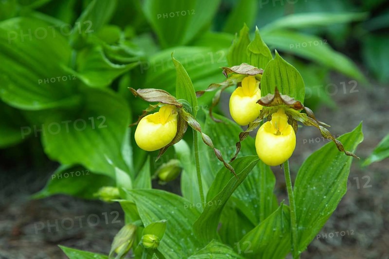 Beautiful orchid flowers of yellow color with green leaves in the garden. Lady's-slipper hybrids. Close up