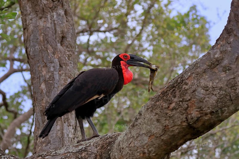 Southern ground hornbill (Bucorvus leadbeateri), adult, feeding, with prey, on tree, Kruger National Park, Kruger National Park, South Africa, Africa