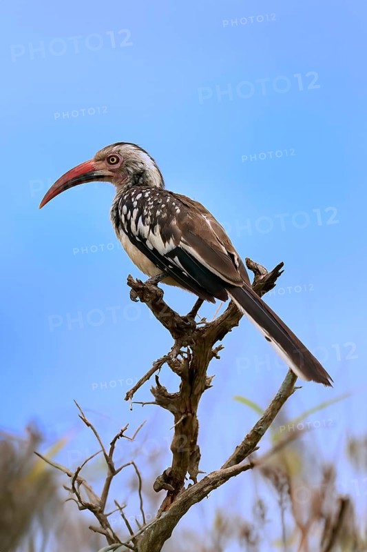 Red-billed hornbill (Tockus erythrorhynchus), adult, on wait, Kruger National Park, Kruger National Park, South Africa, Africa
