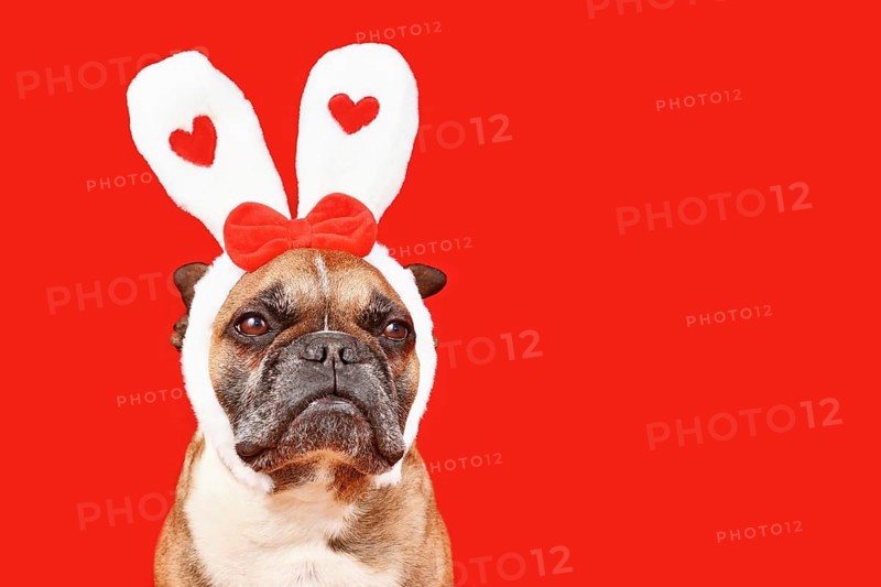 Cute French Bulldog dog wearing Valentine's Day headband with bunny ears with hearts on red background