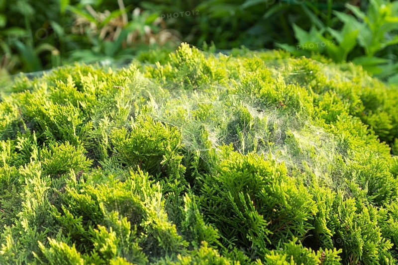 Thuja Occidentalis, western red cedar shrub with beautiful spider net in sunlight in the garden, natural texture