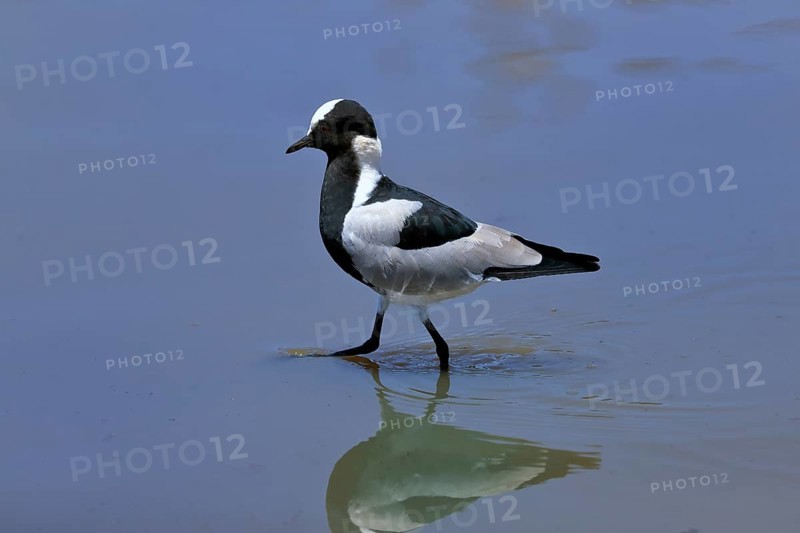 Black-headed Lapwing, (Vanellus armatus), adult, in water, foraging, alert, Kruger National Park, Kruger National Park, South Africa, Africa