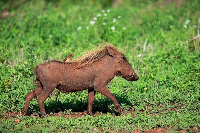 Warthog, (Phacochoerus aethiopicus), with red beak Oxpecker, (Buphagus erythrorhynchus), adult, running, foraging, alert, Kruger National Park, Kruger National Park, South Africa, Africa
