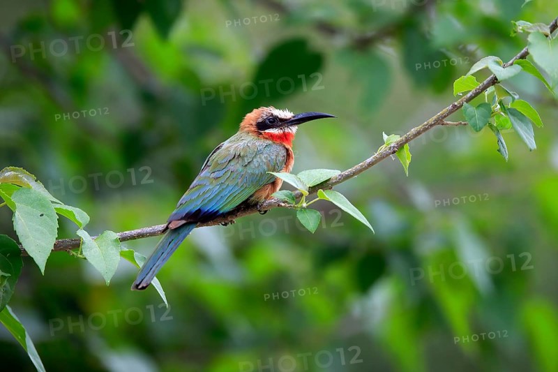 White-fronted bee-eater (Merops bullockoides), adult, on wait, Kruger National Park, Kruger National Park, South Africa, Africa