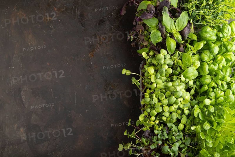 Set of boxes with microgreen sprouts of purple and green basil, sunflower, radish, pea on gray concrete background. Top view, flat lay, copy space