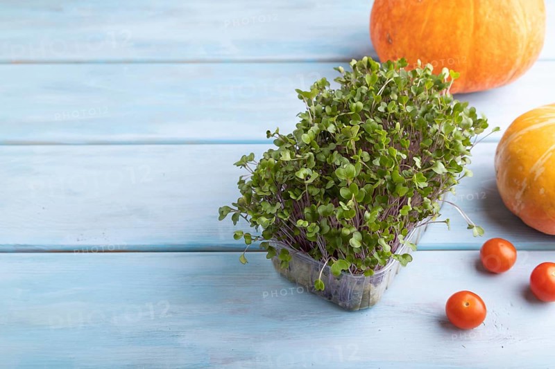 Microgreen sprouts of kohlrabi cabbage with pumpkin on blue wooden background. Side view, copy space
