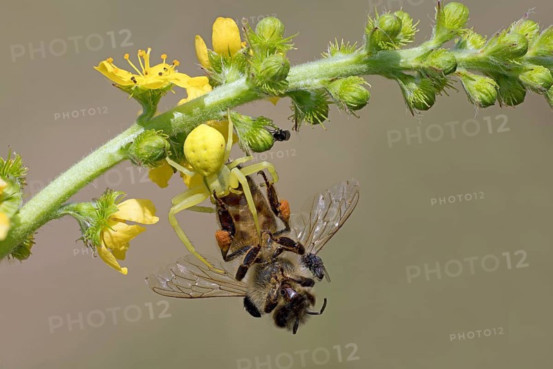Variable crab spider with prey