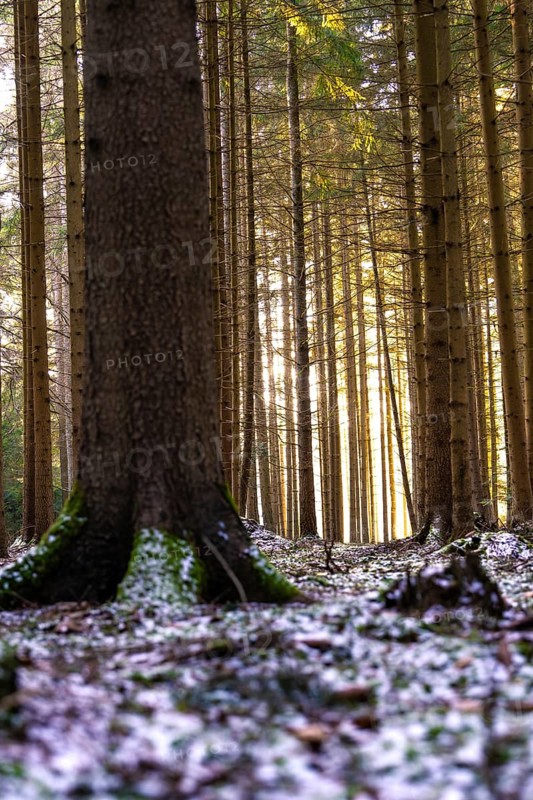 Tree trunks in a forest with light effects and patches of snow on the ground, Unterhaugstett, Black Forest, Germany, Europe