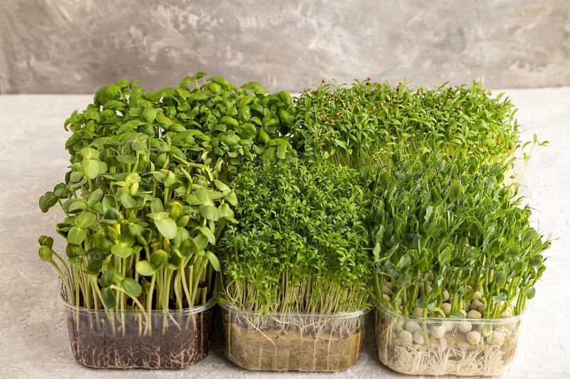 Set of boxes with microgreen sprouts of green basil, pea, cilantro, sunflower, watercress on gray concrete background. Side view, copy space
