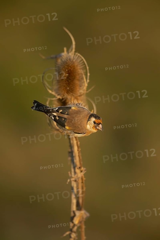 European goldfinch (Carduelis carduelis) adult bird on a Teasel (Dipsacus fullonum) seedhead, Lincolnshire, England, United Kingdom, Europe