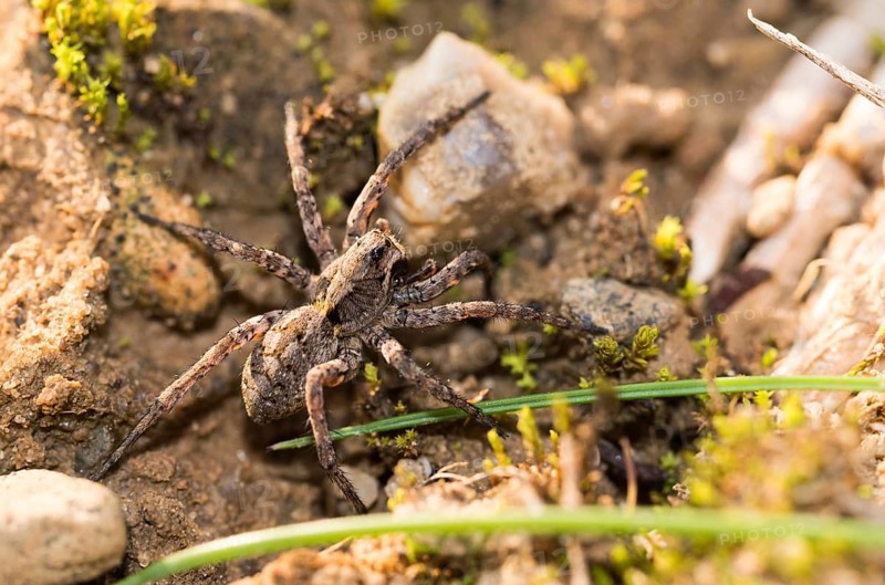 Conspicuous tarantula (Alopecosa accentuata) hunts in its natural habitat on sandy soil between moss, grass and stones, macro view, close-up, Lueneburg Heath, Lower Saxony, Germany, Europe