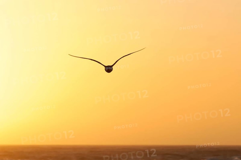 Seagull in the evening light, beach near Morro Bay, Pacific Ocean, California, USA, North America