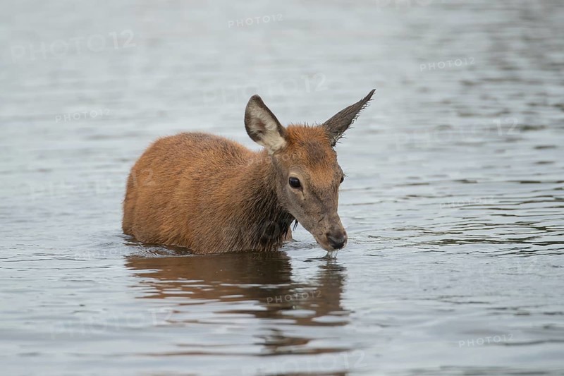 Red deer (Cervus elaphus) juvenile fawn drinking in a lake, Surrey, England, United Kingdom, Europe