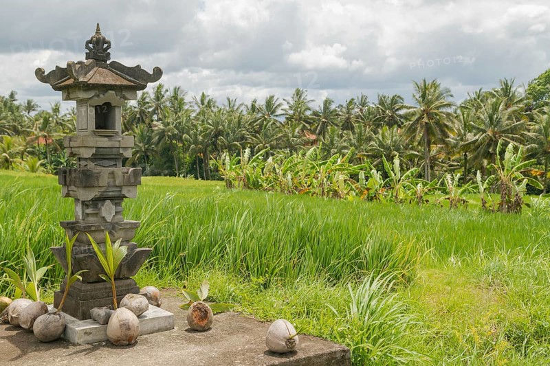 Altar with coconuts on rice fields in countryside, Ubud, Bali, Indonesia, green grass, large trees, jungle and cloudy sky. Travel, tropical, agriculture, Asia