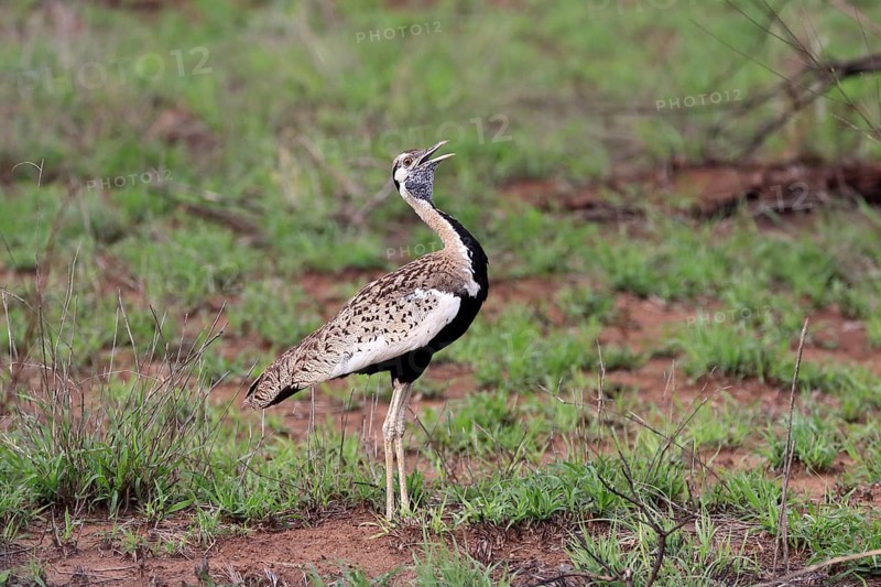 Red-crested Bustard, (Lophotis ruficrista), adult, calling, Kruger National Park, Kruger National Park, South Africa, Africa