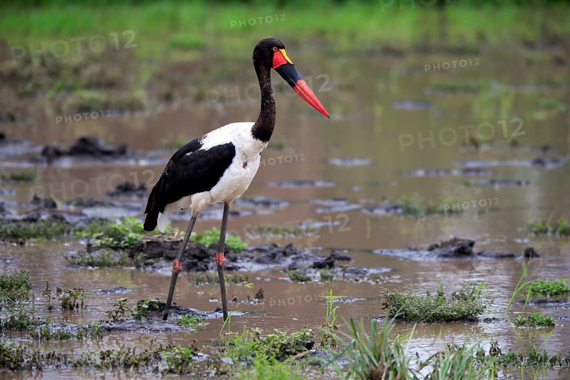 Saddle-billed stork (Ephippiorhynchus senegalensis), adult, foraging, in the water, Kruger National Park, Kruger National Park, South Africa, Africa