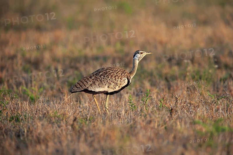 Black-bellied bustard (Lissotis melanogaster), adult, male, foraging, alert, Sabi Sand Game Reserve, Kruger National Park, Kruger National Park, South Africa, Africa