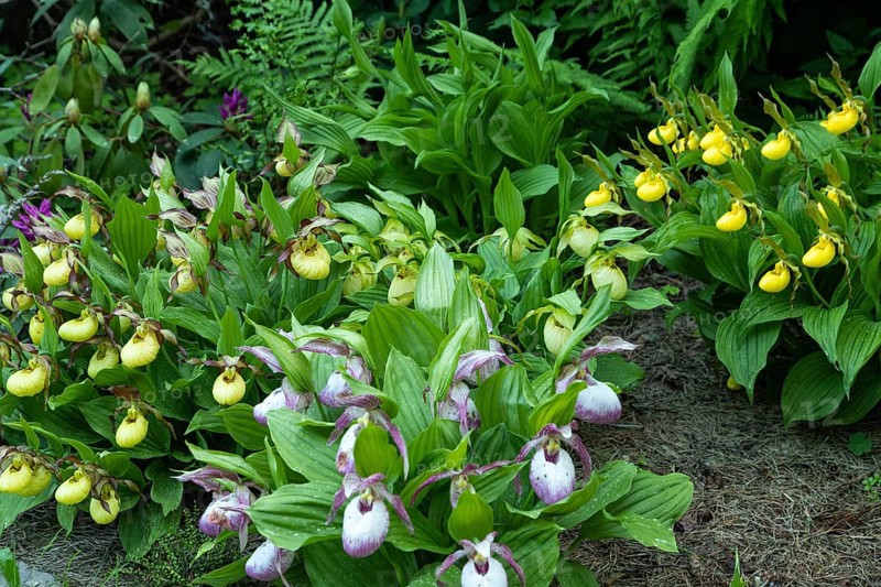 Beautiful orchid flowers of yellow and pink color with green leaves in the garden. Lady's-slipper hybrids. Close up