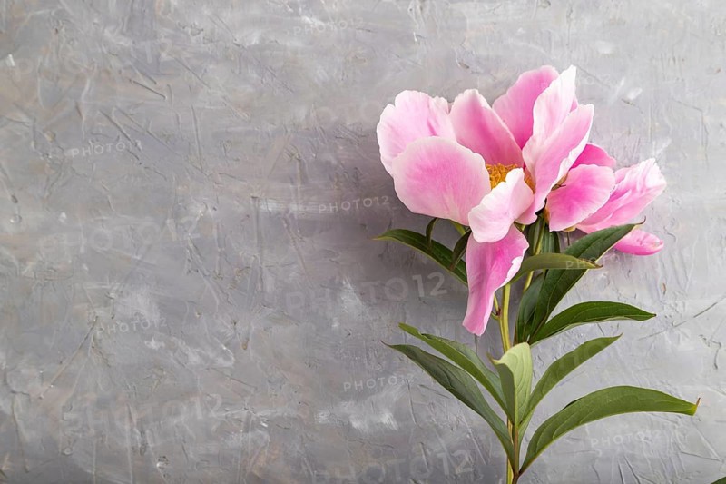 Beautiful peony pink flowers on gray concrete background, flat lay, top view, copy space