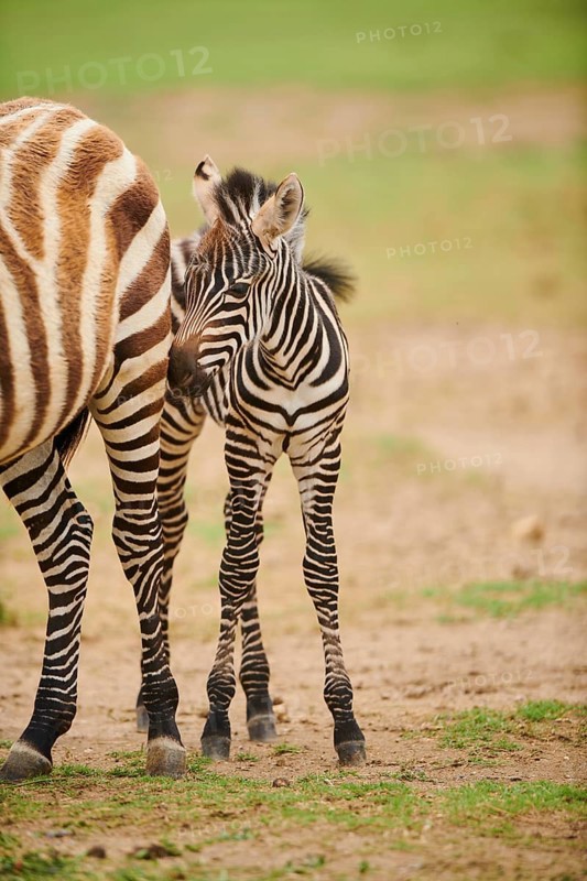 Plains zebra (Equus quagga) foal in the dessert, captive, distribution Africa