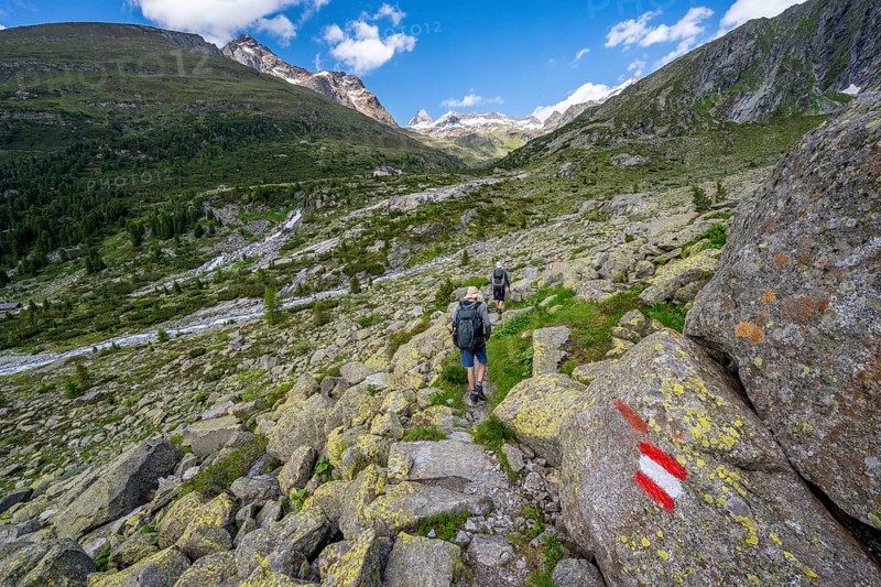 Mountaineers on a hiking trail with blooming alpine roses, rocky mountain peaks and Hornkeesbach near the Berliner Huette, Berliner Hoehenweg, Zillertal Alps, Tyrol, Austria, Europe