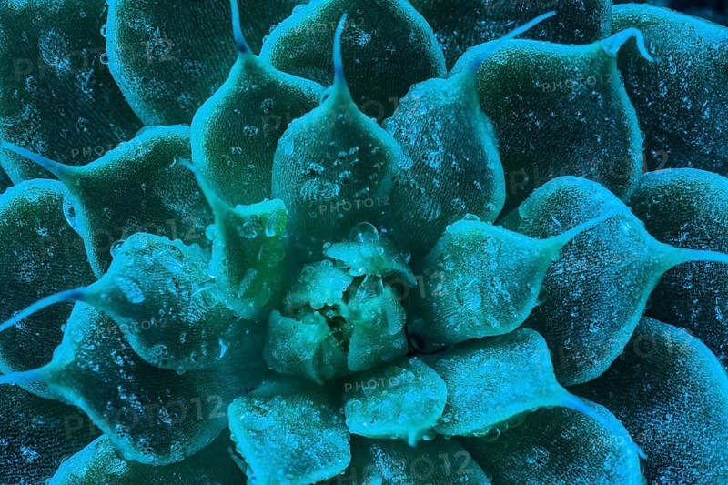 Macro of succulent cactus belonging to the family of Crassulaceae with water droplets photographed through blue filter