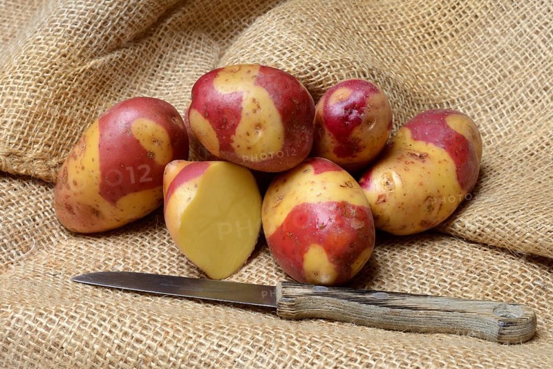 Potatoes of the Celebration variety, rarity