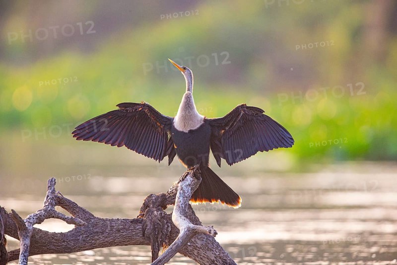 American darter (Anhinga anhinga) Pantanal Brazil