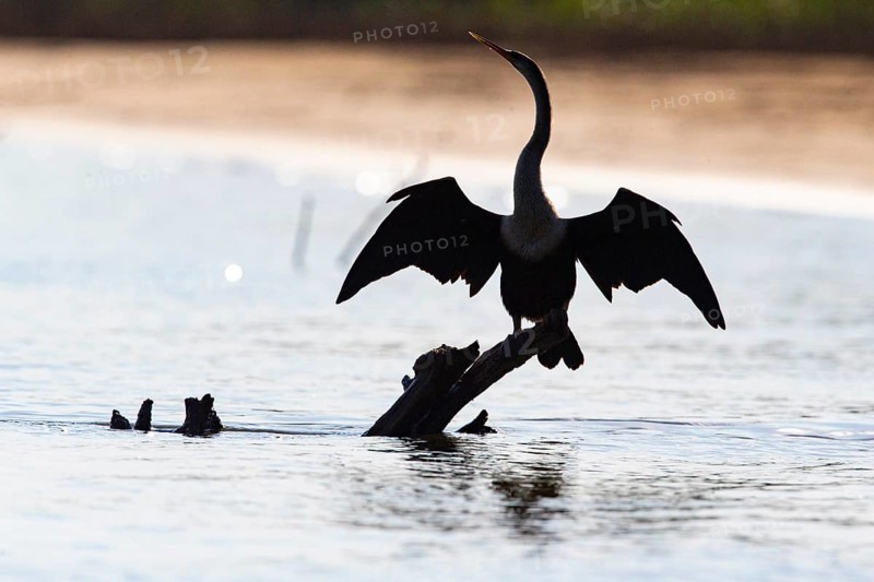 American darter (Anhinga anhinga) Pantanal Brazil
