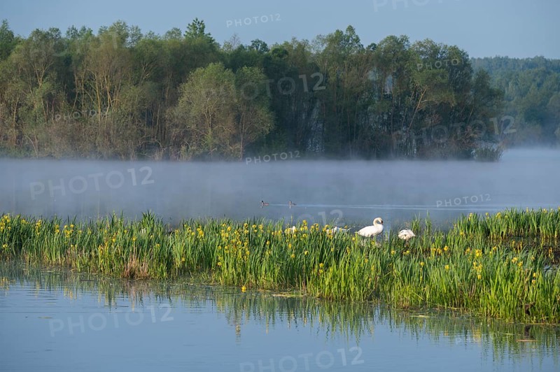 Wetland, wet meadow, water surface, mute swans (Cygnus olor), marsh iris (Iris pseudacorus) in bloom, Barnbruchswiesen and Ilkerbruch nature reserve, Lower Saxony, Germany, Europe