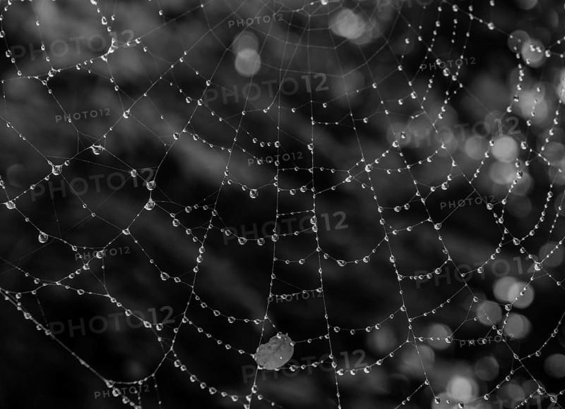 Black and white large spider web covered with water drops glistening against a blurry background