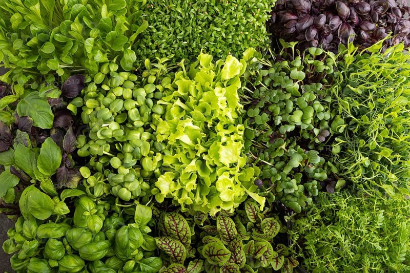 Set of boxes with microgreen sprouts of purple and green basil, sunflower, radish, sorrel, pea, lettuce. Top view, flat lay