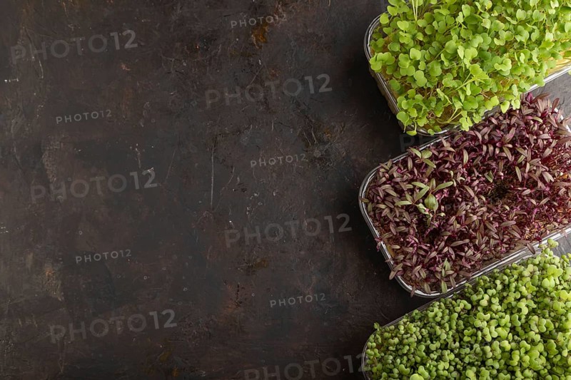 Set of boxes with microgreen sprouts of amaranth, rucola, mustard on black concrete background. Top view, flat lay, copy space