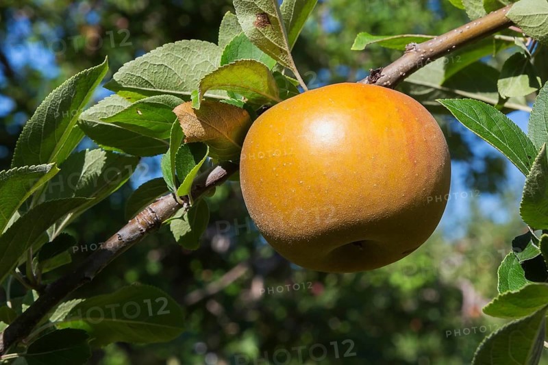 Apple (Malus domestica) tree branch with golden yellow fruit in late summer, Quebec, Canada, North America