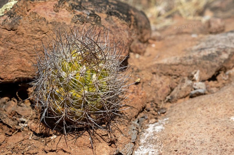 Weingartia neocumingii
