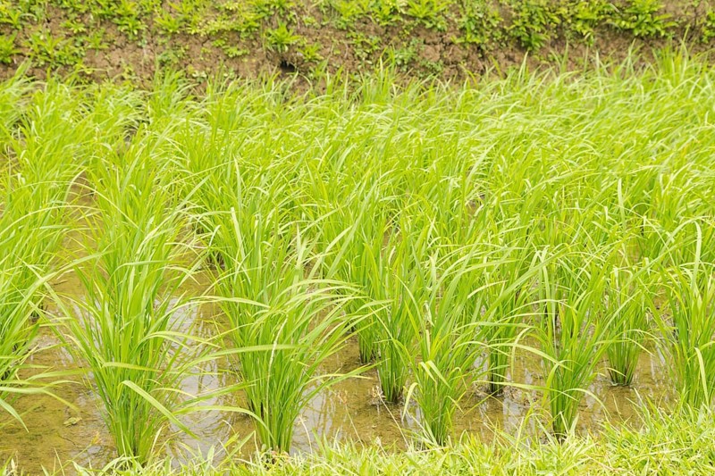 Rice terraces, Campuhan ridge walk, Bali, Indonesia, track on the hill with grass, large trees, jungle and rice fields. Travel, tropical, Ubud, Asia