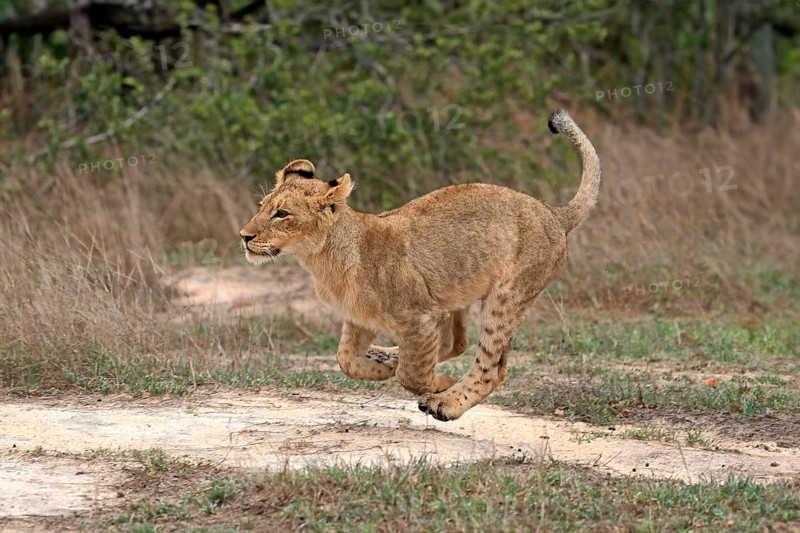 Lion (Panthera leo), young, running, jumping, hunting, alert, Sabi Sand Game Reserve, Kruger National Park, Kruger National Park, South Africa, Africa