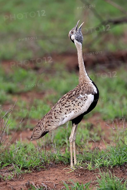 Red-crested Bustard, (Lophotis ruficrista), adult, calling, Kruger National Park, Kruger National Park, South Africa, Africa