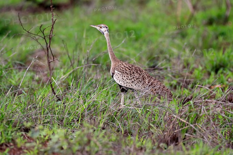 Red-crested Bustard, (Lophotis ruficrista), adult, foraging, vigilant, Kruger National Park, Kruger National Park, South Africa, Africa