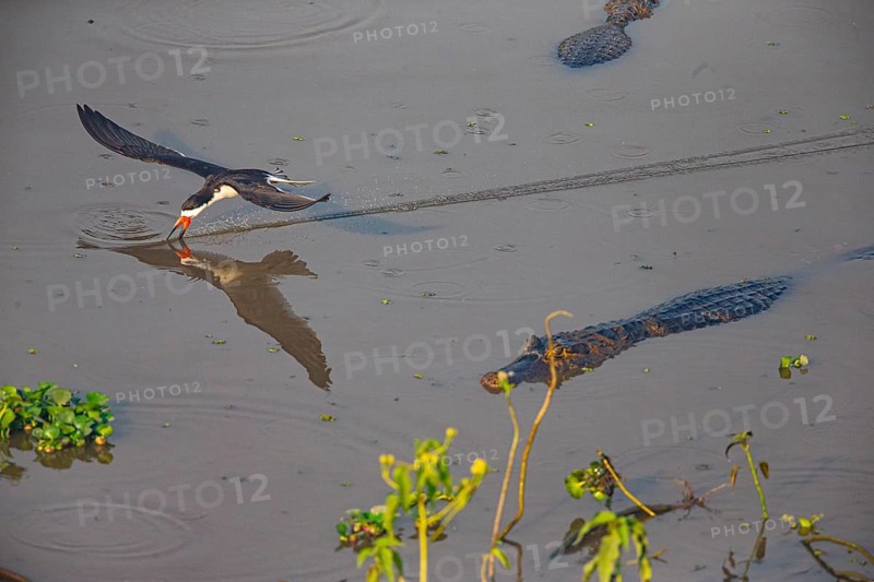 Black-mantled cranesbill (Rynchops nigra) Pantanal Brazil